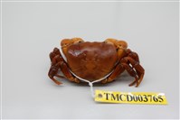 藏品(顯著表方蟹)的圖片